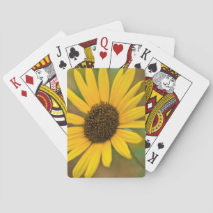USA, Kansas. Wilde Sonnenblume Spielkarten