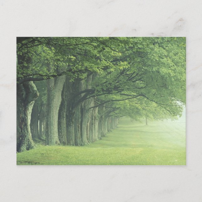 USA, Kentucky Baumreihe im Frühjahr Postkarte (Vorderseite)