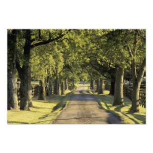 USA, Kentucky, Lexington. Baumbestandene Auffahrt, Fotodruck