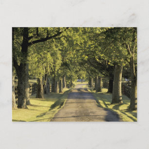USA, Kentucky, Lexington. Baumbestandene Auffahrt, Postkarte