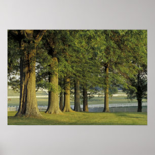 USA, Kentucky, Lexington. Baumreihe und Poster