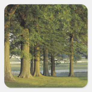 USA, Kentucky, Lexington. Baumreihe und Quadratischer Aufkleber