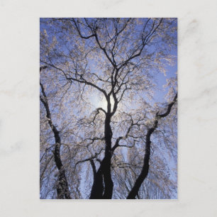 USA, Kentucky, Lexington. Gegenlicht Baum und Postkarte