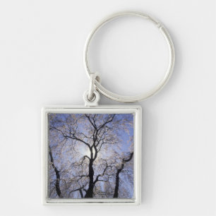 USA, Kentucky, Lexington. Gegenlicht Baum und Schlüsselanhänger