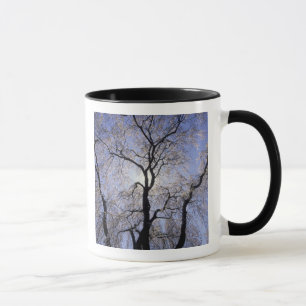 USA, Kentucky, Lexington. Gegenlicht Baum und Tasse