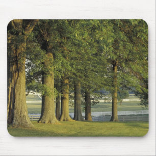 USA, Kentucky, Lexington. Reihe von Bäumen und Mousepad