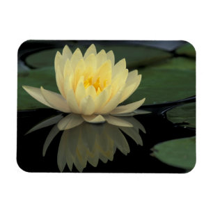 USA, Kentucky, Louisville Domestic water lilly, Magnet
