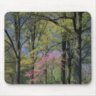 USA, Kentucky, Louisville. Östlicher Judasbaum Mousepad