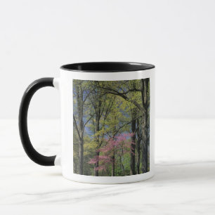 USA, Kentucky, Louisville. Östlicher Judasbaum Tasse