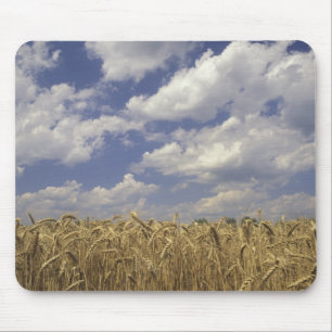 USA, Kentucky, Louisville. Weizen und Mousepad