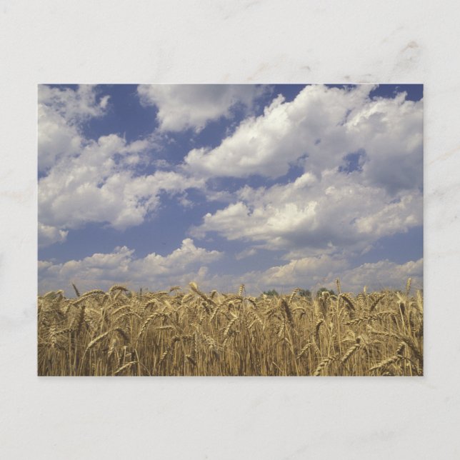 USA, Kentucky, Louisville. Weizen und Postkarte (Vorderseite)