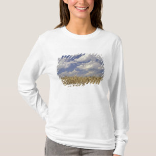 USA, Kentucky, Louisville. Weizenanbau und T-Shirt