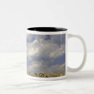 USA, Kentucky, Louisville. Weizenanbau und Zweifarbige Tasse