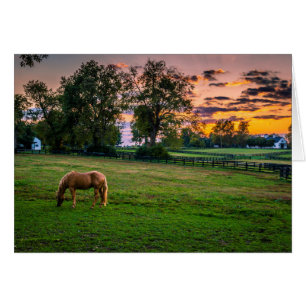 USA, Lexington, Kentucky. Einsames Pferd bei Sonne