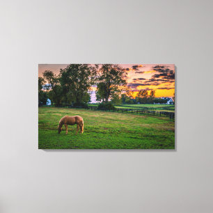 USA, Lexington, Kentucky. Einsames Pferd bei Sonne Leinwanddruck