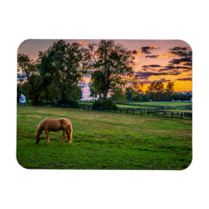 USA, Lexington, Kentucky. Einsames Pferd bei Sonne Magnet