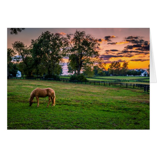 USA, Lexington, Kentucky. Einzelpferd bei Sonnenun (Vorderseite (Horizontal))