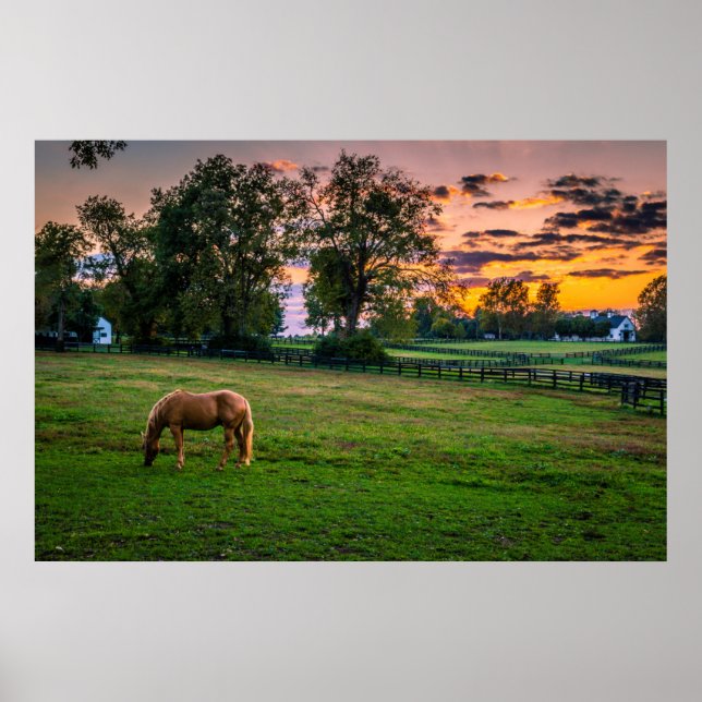 USA, Lexington, Kentucky. Einzelpferd bei Sonnenun Poster (Vorne)