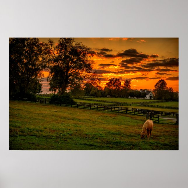 USA, Lexington, Kentucky. Einzelpferd bei Sonnenun Poster (Vorne)
