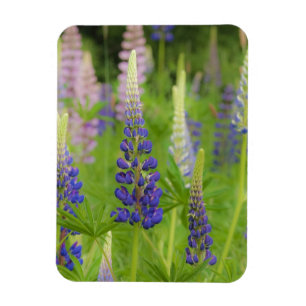 USA, Maine, Acadia National Park. Feld mit Magnet