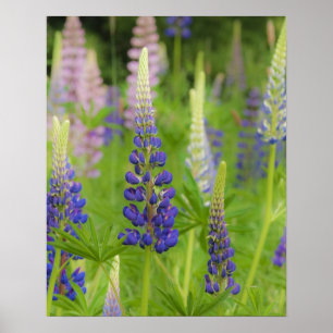 USA, Maine, Acadia National Park. Feld mit Poster