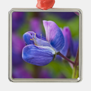 USA, Maine, Acadia National Park. Nahaufnahme von Silbernes Ornament