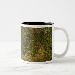 USA; Maine; Acadia NP. Herbstreflexionen bei 2 Zweifarbige Tasse