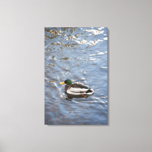 USA, Maine, Camden, Stockenten-Ente auf See Leinwanddruck