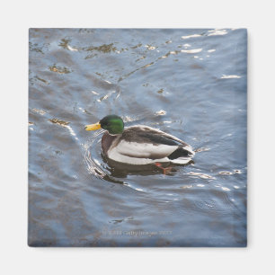 USA, Maine, Camden, Stockenten-Ente auf See Magnet