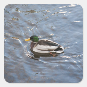 USA, Maine, Camden, Stockenten-Ente auf See Quadratischer Aufkleber