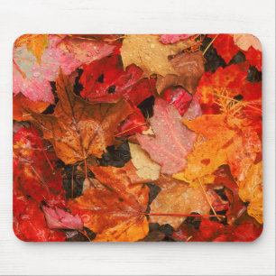 USA, Maine. Herbst-Ahornblätter Mousepad