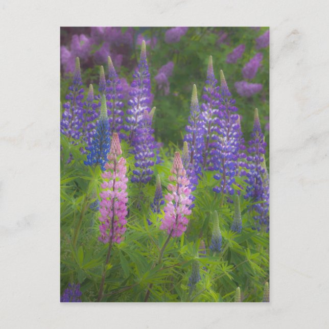 USA, Maine, Südwesthafen. Blühende Lupine Postkarte (Vorderseite)