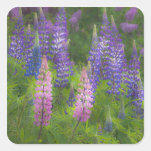 USA, Maine, Südwesthafen. Blühende Lupine Quadratischer Aufkleber