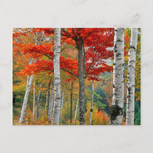 USA, Maine, Wyman Lake. Forest Of Birch Postkarte