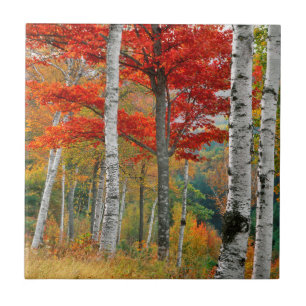 USA, Maine, Wyman Lake. Wald aus Birken Fliese