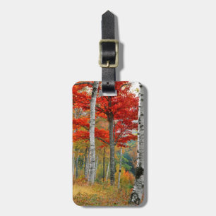 USA, Maine, Wyman Lake. Wald aus Birken Gepäckanhänger