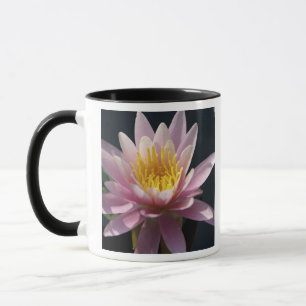 USA, Massachusetts, Great Barrington, Seerosenblat Tasse