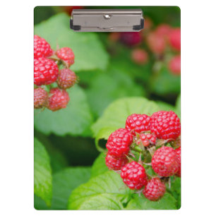 USA, Massachusetts, Nantucket. Reife Himbeeren Klemmbrett