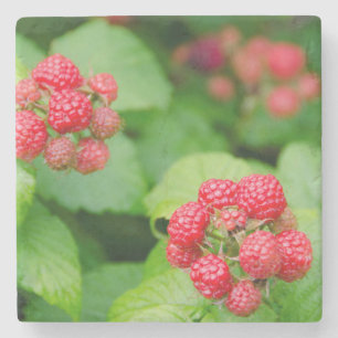 USA, Massachusetts, Nantucket. Reife Himbeeren Steinuntersetzer