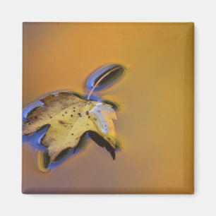 USA, Michigan, Ahornblatt schwimmt auf Wasser Magnet