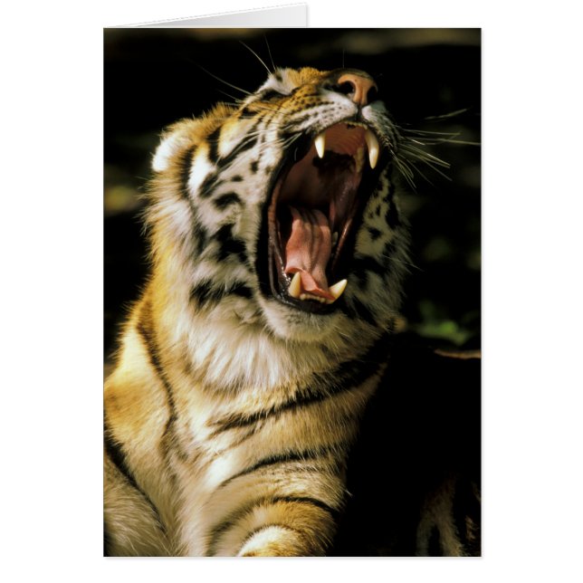 USA, Michigan, Detroit. Detroit Zoo, tiger 2 (Vorne)