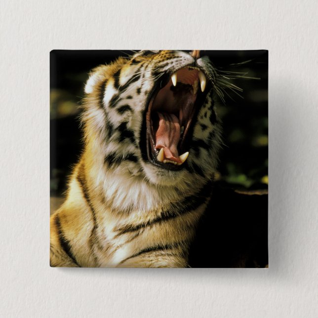 USA, Michigan, Detroit. Detroit Zoo, tiger 2 Button (Vorderseite)