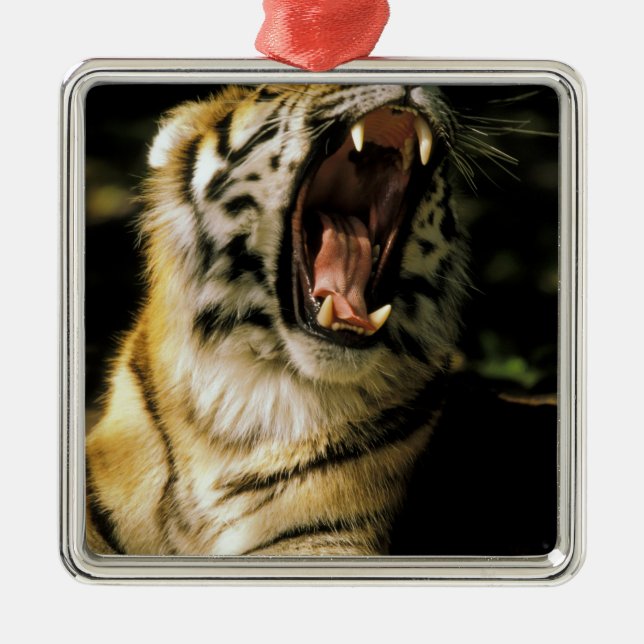 USA, Michigan, Detroit. Detroit Zoo, tiger 2 Silbernes Ornament (Vorne)