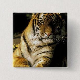 USA, Michigan, Detroit. Detroit Zoo, Tiger 3 Button