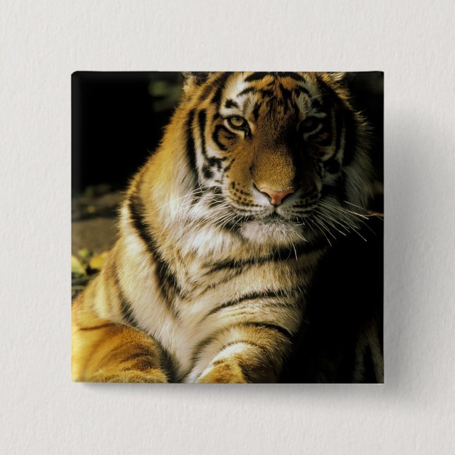 USA, Michigan, Detroit. Detroit Zoo, tiger 3 Button (Vorderseite)