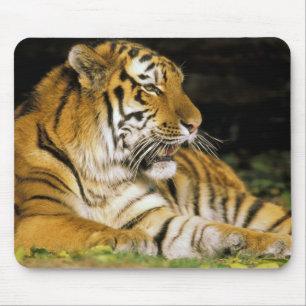 USA, Michigan, Detroit. Detroit Zoo, Tiger bei Mousepad