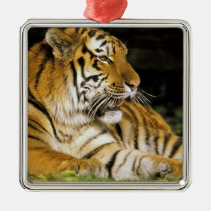 USA, Michigan, Detroit. Detroit Zoo, Tiger bei Ornament Aus Metall
