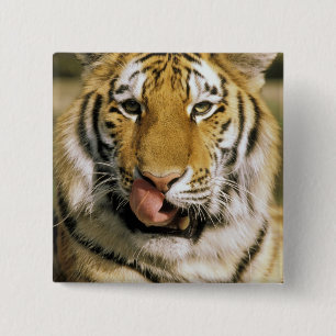 USA, Michigan, Detroit. Detroit Zoo, Tiger Button