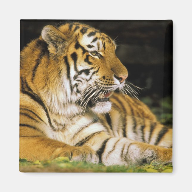 USA, Michigan, Detroit. Detroit Zoo, Tiger Magnet (Vorne)