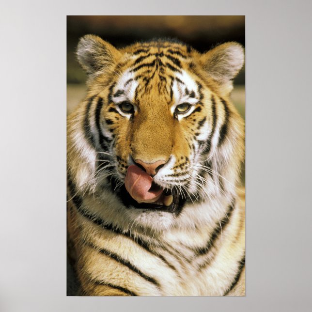 USA, Michigan, Detroit. Detroit Zoo, Tiger Poster (Vorne)